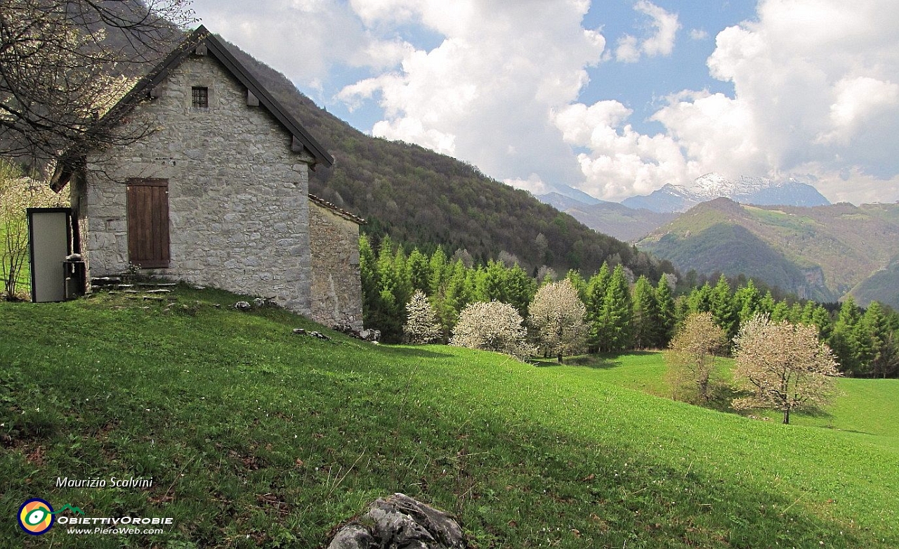 49 Piazzoli. Per un attimo il sole illumina il lariceto....JPG